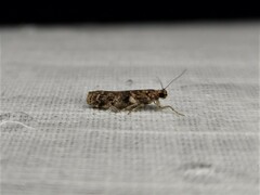 Ephestiopsis oenobarella