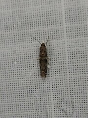 Ephestiopsis oenobarella