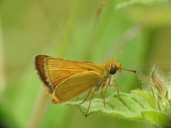 Thymelicus acteon
