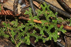 Selaginella vieillardii