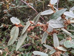 Lasiopetalum