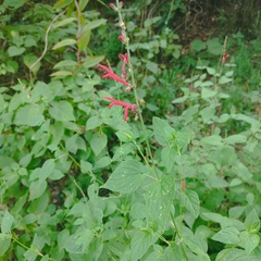 Salvia elegans