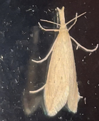 Donacaula melinellus