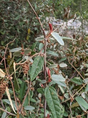 Lasiopetalum