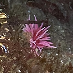 Okenia rosacea