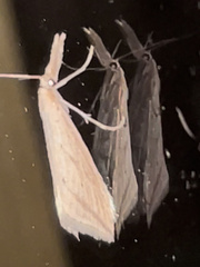 Donacaula melinellus