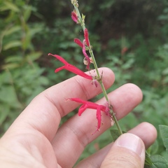 Salvia elegans