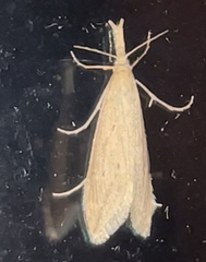 Donacaula melinellus