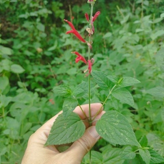 Salvia elegans