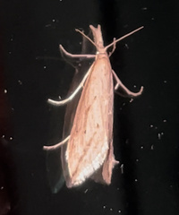 Donacaula melinellus