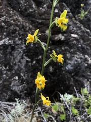 Chloraea galeata