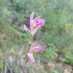 Bletia