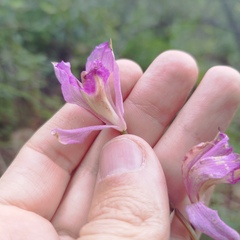 Bletia