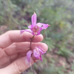 Bletia