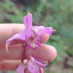 Bletia
