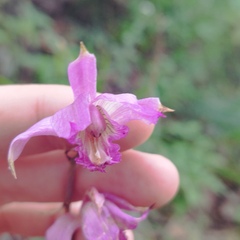 Bletia