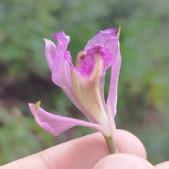 Bletia