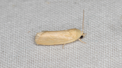Earias chlorodes