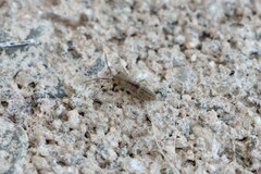 Entomobrya unostrigata