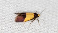 Oecophorinae