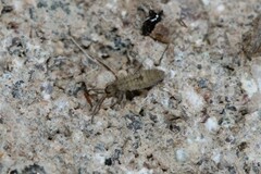 Entomobrya unostrigata