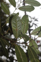 Trimenia neocaledonica