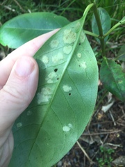 Phyllocoptes coprosmae