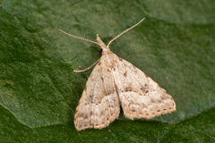 Trigonistis asthenopa