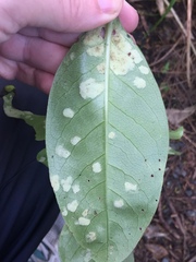 Phyllocoptes coprosmae