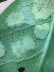 Phyllocoptes coprosmae