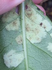 Phyllocoptes coprosmae