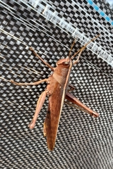 Schistocerca alutacea