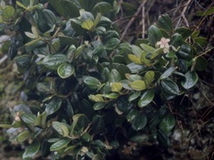 Rhodomyrtus tomentosa