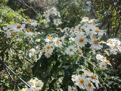 Montanoa bipinnatifida
