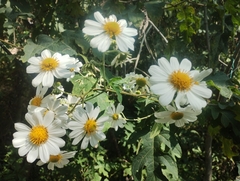 Montanoa bipinnatifida