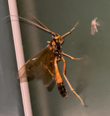 Opheltes glaucopterus