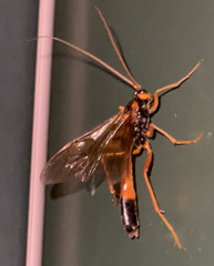 Opheltes glaucopterus