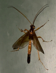 Opheltes glaucopterus