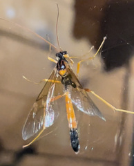 Opheltes glaucopterus