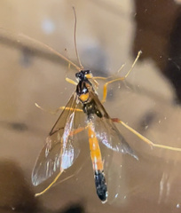 Opheltes glaucopterus