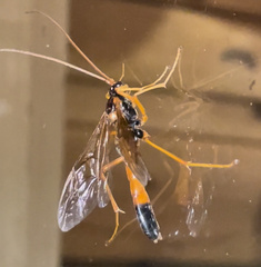 Opheltes glaucopterus