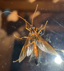 Opheltes glaucopterus