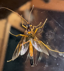 Opheltes glaucopterus