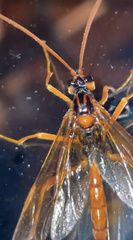 Opheltes glaucopterus