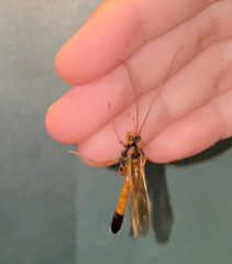 Opheltes glaucopterus