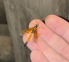 Opheltes glaucopterus