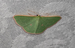 Chlorocoma cyclosema