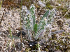 Plantago bellardii