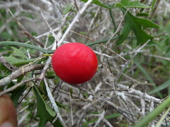 Ibervillea tenuisecta