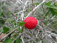 Ibervillea tenuisecta